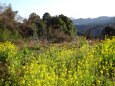 山越えの途中に咲いていた菜の花