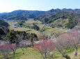 山里の梅園