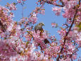 河津桜にヒヨドリ