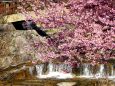 小川に咲いている河津桜