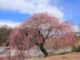 公園に咲く垂れ紅梅