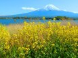 菜の花と富士山