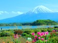 チューリップと富士山