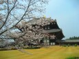桜と東大寺