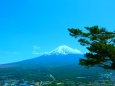 松と富士山