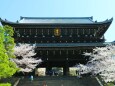 桜と知恩院