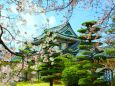 桜と和歌山城