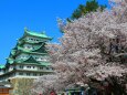 桜の名古屋城