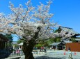 桜の知恩院