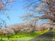 伊勢宮川堤桜