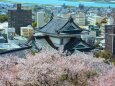 桜の和歌山城