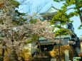 桜の岡崎城