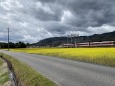 菜の花と雲雀