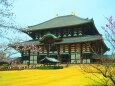 桜の東大寺