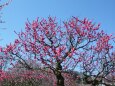 青い空と生め野花