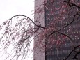 銀座の枝垂れ桜