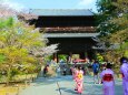桜の南禅寺