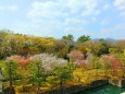 春の京都