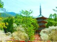 桜の醍醐寺