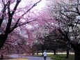 桜の中を駆け抜ける
