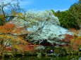 桜の醍醐寺