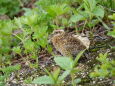 燕山荘のチビ雷鳥5