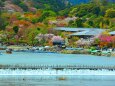 桜の嵐山