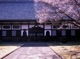 総持寺放光堂の桜