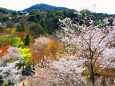 春の清水寺