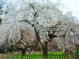桜の京都御所