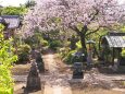 春の興禅寺
