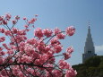 横浜緋桜とドコモタワー