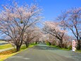 伊勢宮川堤桜