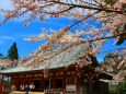 桜の醍醐寺