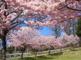 春爛漫 春めき桜