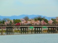 桜の嵐山