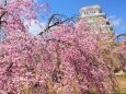 桜の姫路城