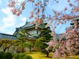 桜の和歌山城