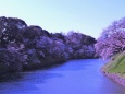 千鳥ヶ淵の桜