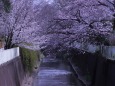 神田川の桜