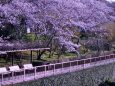 隅田川テラスの桜