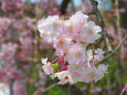 待ち遠し 桜の季節13