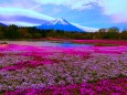 本栖湖芝桜と富士山