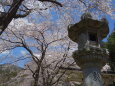 青空に満開の桜