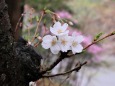 小枝の桜