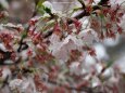 雪の中、咲く