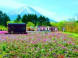 お花畑と富士山