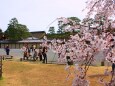 桜の京都御所