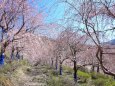 ゆうかの里の垂れ桜-1