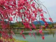 桜の嵐山
